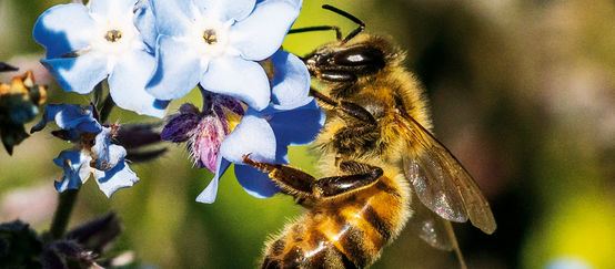 Abeille sur une fleur