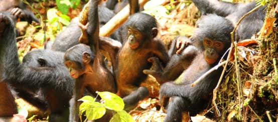 Les bonobos vivent exclusivement dans les forêts tropicales de la République démocratique du Congo (© Zana Clay/LKBP) Un groupe de jeunes bonobos