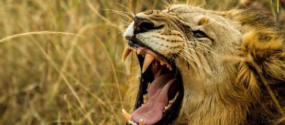 Lion rugissant