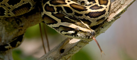 Python molure foncé dans les Everglades, en Floride