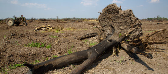 Un arbre brûlé pour établir des plantations de soja dans le Gran Chaco