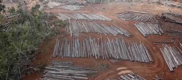 Les déboisements pour la plus grande plantation d’huile de palme du monde ont commencé en Papouasie (© Pusaka) Déboisement pour la plantation de palmiers à huile de PT Digoel Agri en Papouasie