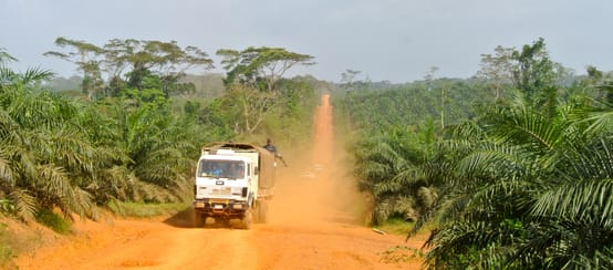 La forêt tropicale, dont l’habitat des chimpanzés, a été détruite au profit des plantations de palmiers à huile au Liberia (© Mathias Rittgerott) Un camion traverse une plantation de palmiers à huile au Liberia