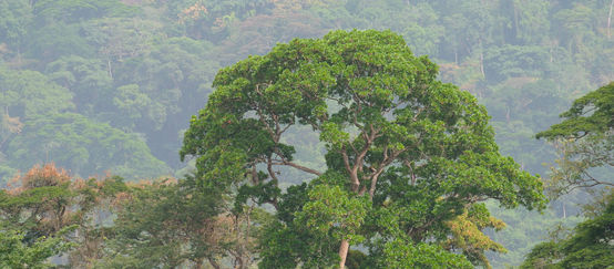 Forêt tropicale à Afi Mountain au Nigéria