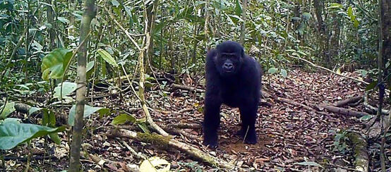 Gorilles dans la forêt d’Ebo au Cameroun