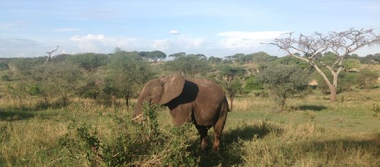 Éléphant en Tanzanie