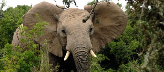 Eléphant d'Afrique dans la forêt