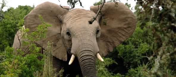 De 20 000 à 30 000 éléphants d’Afrique sont braconnés chaque année selon les estimations (© Public Domain) Eléphant d'Afrique dans la forêt