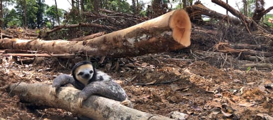 Un paresseux à trois doigt (Bradypus tridactylus) s’appuie sur un tronc d’arbre au milieu d’une zone déboisée pour la biomasse en Guyane française