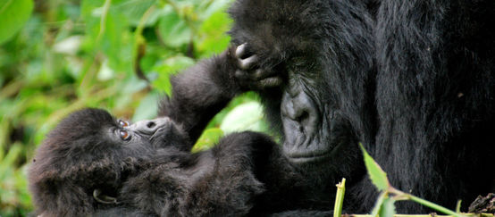 Une maman gorille fait des câlins à son bébé