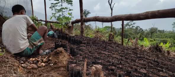 Des milliers de jeunes plants sont prêts à panser les plaies de la forêt (© Forum Harimau Pining) Un homme assis cultive des plants dans une pépinière