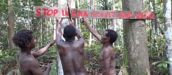 Les Papous défendent leur forêt contre les groupes papetiers et d’huile de palme (© Agus Kalalu) Trois Papous accrochent un panneau dans leur forêt