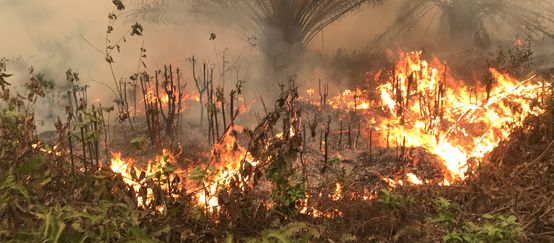 Incendies près du village de Puding dans la province de Jambi à Sumatra le 21 septembre 2019