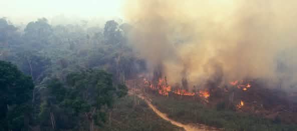 Feu en Amazonie