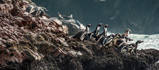 Groupe de manchots de Humboldt escalade le long des falaises de l’eau