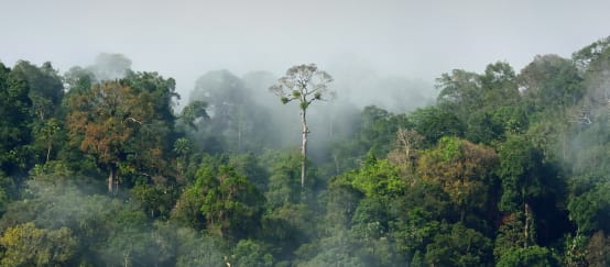 Forêt tropicale en Amazonie