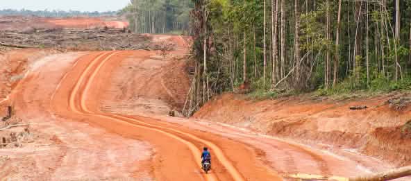Les routes ouvrent la voie à l’exploitation des ressources naturelles, au détriment des forêts de Papouasie et de leurs populations. Une grande surface défrichée jouxte la forêt tropicale