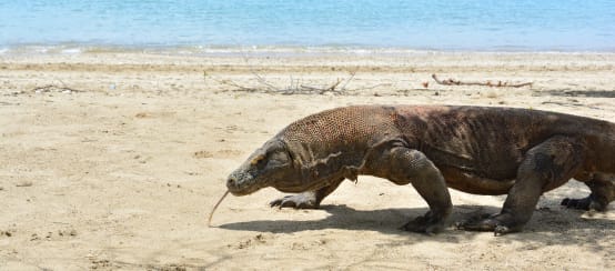 Un dragon de Komodo marche sur une plage