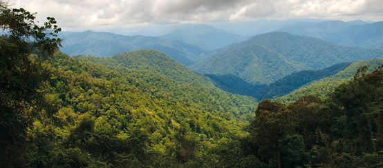 Forêt tropicale dans le parc national de Leuser