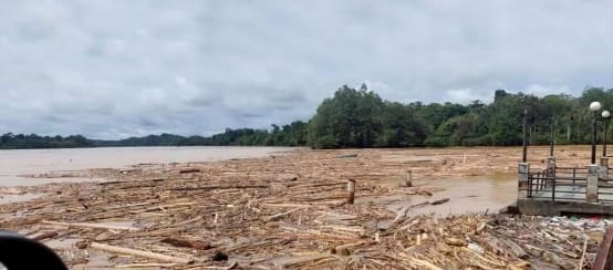 Spectacle de désolation : des grumes flottent sur une rivière à l’eau marron