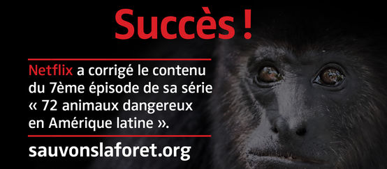 © Jodi Jacobson/iStock - Montage Sauvons la forêt Singe Hurleur noir (Alouatta carayá) avec sur fond noir avec le texte "Succès"