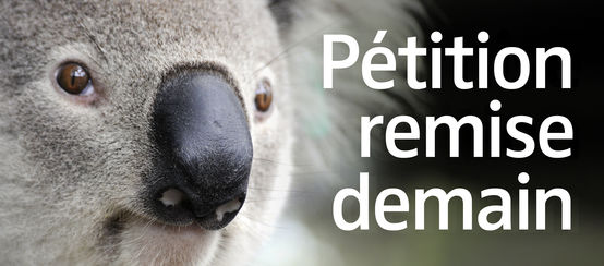 Un koala avec le texte "Pétition remise demain"