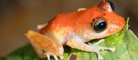 Grenouille assise sur une feuille