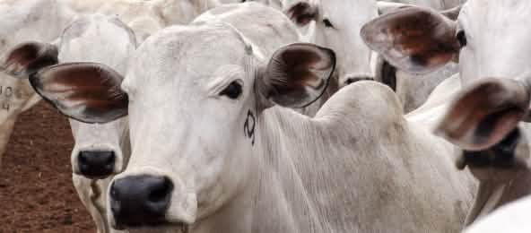 Sacrifier les savanes du Cerrado et du Gran Chaco pour la production massive de viande ? Non merci ! Troupeau de boeufs dans le Mato Grosso