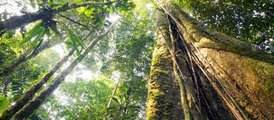 Vue en contrebas d’arbres géants dans la forêt amazonienne