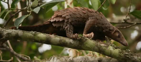 Le pangolin est le mammifère le plus braconné au monde (© Jiri Prochazka/shutterstock.com) Pangolin