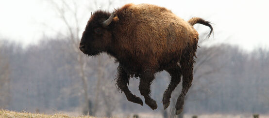 Un jeune bison saute en l’air