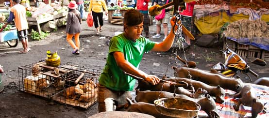 La vente de mammifères sauvages sur les marchés présente un risque de transmission de nouvelles maladies infectieuses à l’homme (© Sony Herdiana/shutterstock.com) Marché d'animaux sauvages
