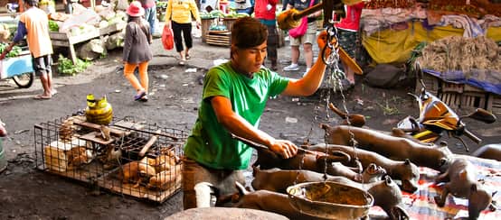 Marché d'animaux sauvages