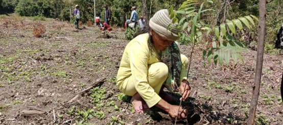Les indigènes Batak mettent en terre de nouveaux cèdres issus de leur forêt primaire (© Hengky/Sopo Tano Batak) Une femme accroupie plante un cèdre, de la famille des Méliacées