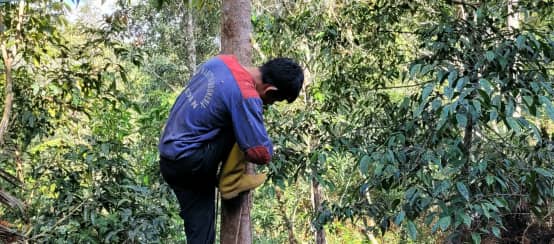 Arbre à benjoin (Styrax benzoin) cultivé dans le nord de Sumatra