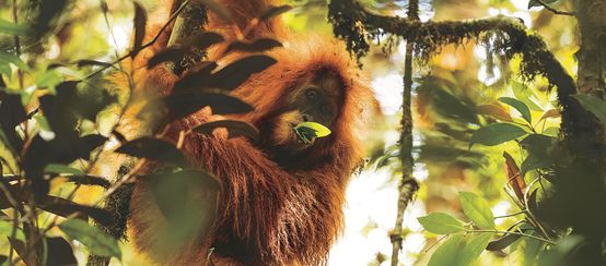 L’orang-outan de Tapanuli fait partie des 25 espèces de primates les plus menacées (© Maxime Aliaga) Orang-outan de Tapanuli (Pongo Tapanuliensis)