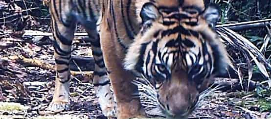 Tigre de Sumatra capturé par un piège photographique