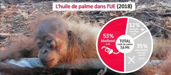 Photomontage - Diagramme de la consommation d’huile de palme dans l’Union européenne (UE) en 2018