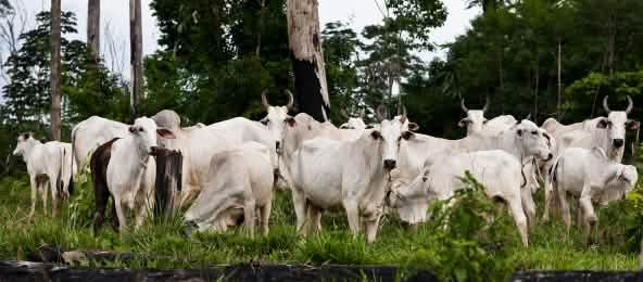 Sacrifier les savanes du Cerrado et du Gran Chaco pour la production massive de viande ? Non merci ! Elevage de bovins dans la forêt amazonienne déboisée