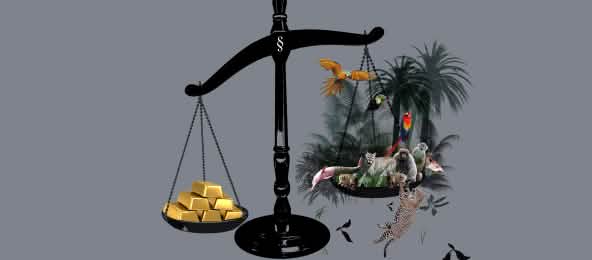 Une balance avec de l’or et la forêt tropicale