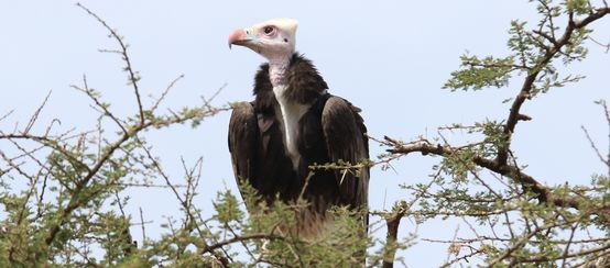 Plusieurs espèces de vautours, comme le vautour à tête blanche, sont menacées d’extinction (© CC0 Public Domain) Vautour en Afrique