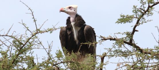 Vautour en Afrique