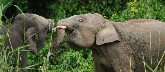 Eléphants nains à Sabah