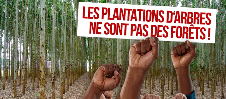 Dans le monde entier, des gens s’opposent aux plantations d’arbres sans valeur écologique Phomontage pour la Journée contre les monocultures