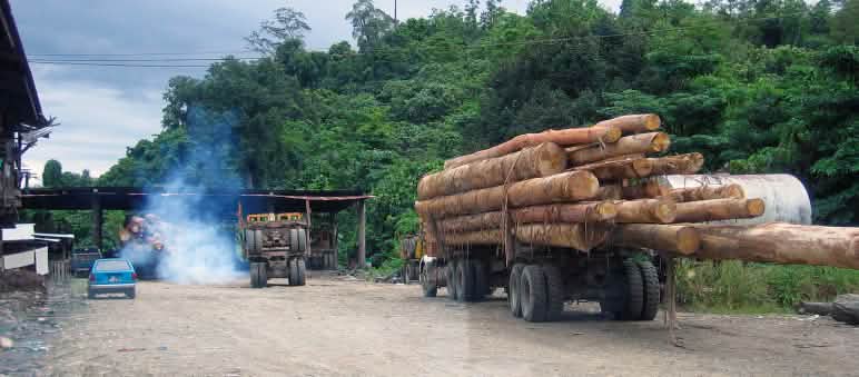 Camions transportant du bois coupé illégalement dans l'état de Sabah en Malaisie (Source: BMF)