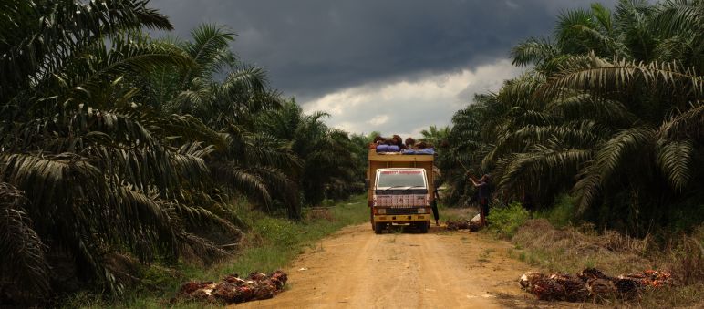 Deux journalistes ont été assassinés proche d’une plantation d’huile de palme en Indonésie (image symbole) Plantation de palmiers à huile en Indonésie