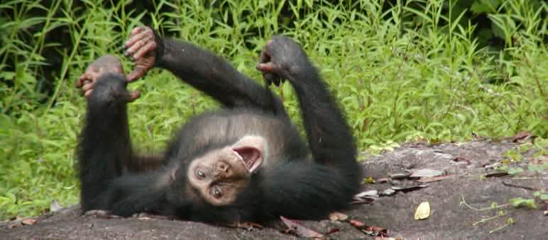 Jeune chimpanzé sur le dos en train de jouer