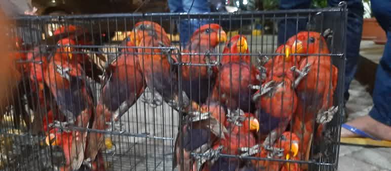 Loris écarlates dans une cage