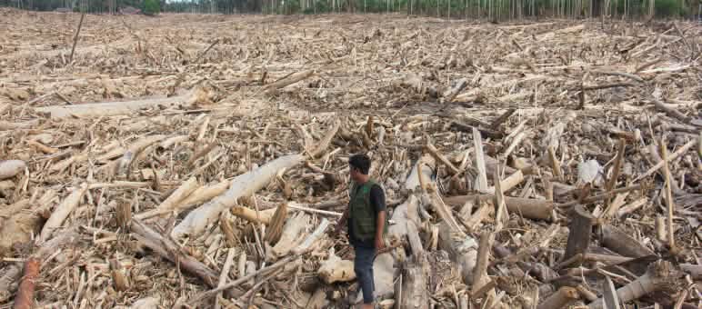 Un homme sur un tronc d’arbre tombé. Il regarde derrière lui, où tout est recouvert de troncs. On ne voit la forêt qu’à l’horizon.