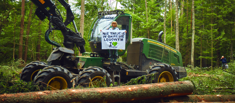 Les défenseurs de l’environnement bloquent les engins des bûcherons Protestation contre l’abattage d’arbres dans la forêt de Bialowieza, inscrite au patrimoine mondial de l'Unesco (Pologne)